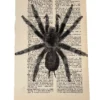 ghost-spinne